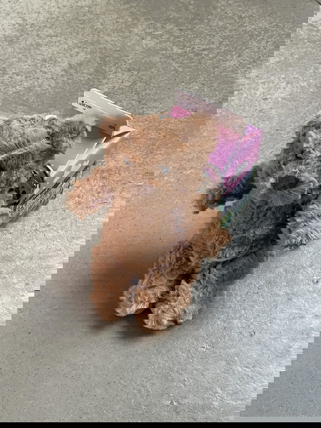 acc