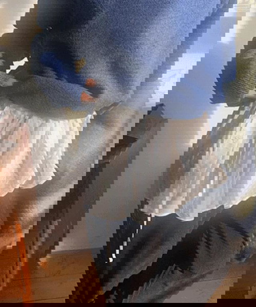 裙子